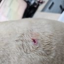 바라봄동물병원 이미지
