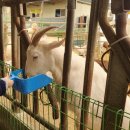 서암리농장 | [김포]연보람목장 동물먹이주기/피자만들기/소젖짜기/농장체험 내돈내산