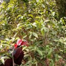 다원화학 이미지