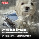 이번생은 댕댕이 | 강아지오래먹는간식 견어물상회 홍어꼬리 | 저지방 고단백 딱딱한 수제 수산물 말티즈 급여 후기