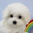 안녕 댕댕아 이미지