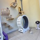 도그헤어 | 남양주고양이분양, 왜 도그캐슬이어야 할까?(다산/별내/진건)