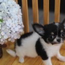 제주 헬로우펫 이미지