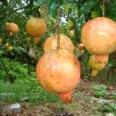 학교단지로 이미지