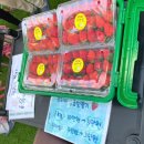 은혜농장2 | 울트라팜] 곤지암 스마트 딸기 농장 체험, 수확, 키즈카페, 가족 나들이, 무농약 금실딸기