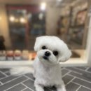 까까몽 애견미용실 이미지