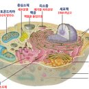 우리의 몸(2). 인체의 기본, 세포와 DNA 이미지