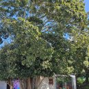 풀베개 <b>풀</b><b>베개</b>_제주 서귀포 공기 속 빛이 흐르는 카페