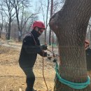 아보리스트 1급 자격증 과정 이미지