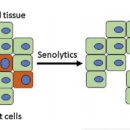 Re: senolytic agents - 노화된 세포의 apoptosis를 선택적으로 유도하는 보충제 이미지