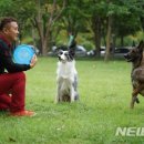 펫스티벌 이미지