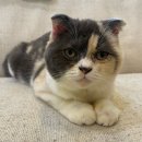 안다 동물보호소 | 평택 안다 동물보호소 | 유기견 봉사활동 후기, 유기묘 유기견 분양 말고 입양하세요