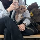 늘푸른해상낚시펜션 | 여수] 강아지랑 여수 애견동반 여행 ; 여수 스테이멍 펜션, 성산밥집, 피읖카페, 해상케이블카, 이순신광장