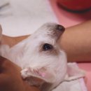 로얄동물병원 이미지