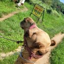 제주에너지 주식회사 | 제주 낙타 트레킹 솔직 후기 / 제주 투어 패스, 전기차 충전, 아리랑혼 공연 꿀팁