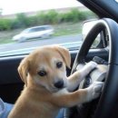 어도비 프리미어 써본 눈아 있나요…. 이미지