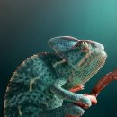 카멜레온 이미지