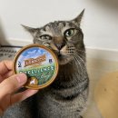 프린세스 캣 이미지