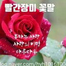 70꽃배달 네이버블로그