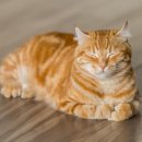 아리아펫 이미지