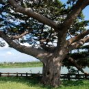 제주 수산리 곰솔 이미지