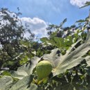 현아국수 이미지