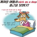 모아 dog 이미지
