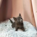 요미캣 고양이분양 일산점 이미지