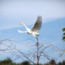 황로(Eastern Cattle Egret)의 비상 이미지