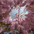 등나무집 이미지