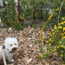 우림닭한마리 이미지