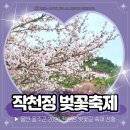울주공연배달 7회차 | 울주 작천정 벚꽃길 2026 벚꽃축제 모습 주차 먹거리