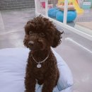 도그토피아 이미지