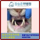 장승준동물치과병원 이미지