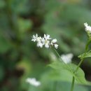 도깨비풀 이미지