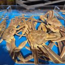 기장시장대게 이미지