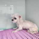 광주TNR동물병원(송정) 이미지