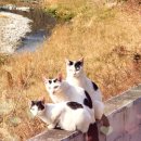 고경주유소 이미지