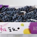 상큼과일