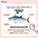 월참치 이미지