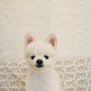 똥개언니 이미지