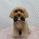 펫피파니 이미지