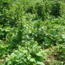 샘말 농장 이미지