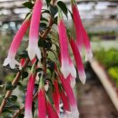 대화메디컬약국 이미지