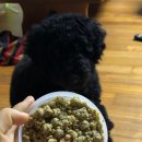 엔픽(N-peak) | [엔픽 N-PEAK 강아지화식 후기] 노견도 잘 먹는 수제화식! 반려견화식으로 건강 챙겨요