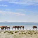 (주)초원렌트카 이미지