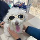 청담동물병원 | 강아지 슬개골탈구 증상 수술 전문 24시 청담우리동물병원