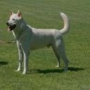 진도견나라 이미지