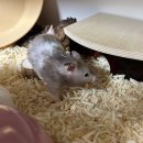 아띠동물병원 이미지