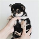 행복한강아지 이미지